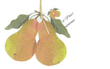 GAW1021 Greeting Card Perfect Pears