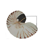 GAW796 Nautilus with glitter