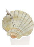 GAW955 Shell with glitter