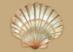PM136 Shell Paper Placemats