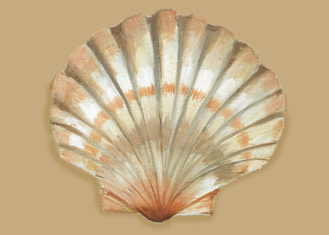 PM136 Shell Paper Placemats