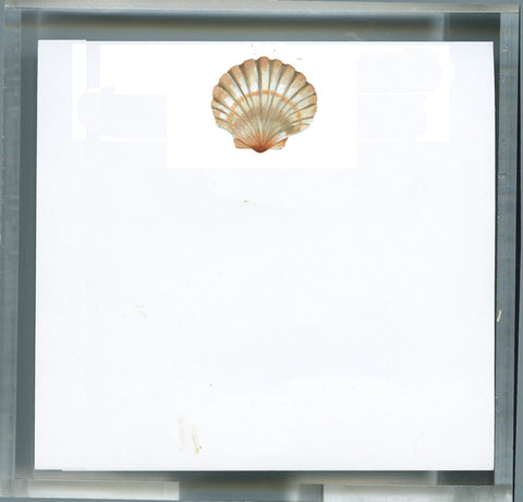 MOAB08 Sea Shell